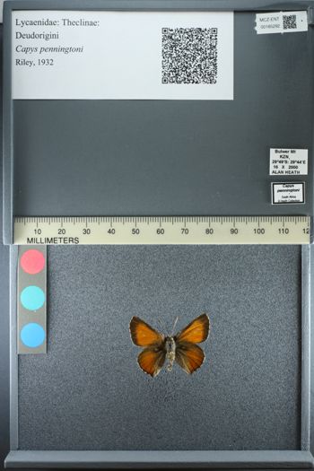 Media type: image;   Entomology 185292
